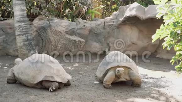 动物园里两只巨大的老海龟慢慢地在沙地上爬行视频的预览图