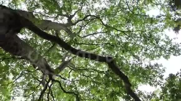 森林树叶阳光阳光树枝上的光束夏日景色视频的预览图