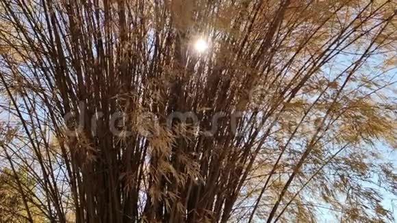 动作缓慢干旱的竹树在风中飘扬在花园里种竹子视频的预览图