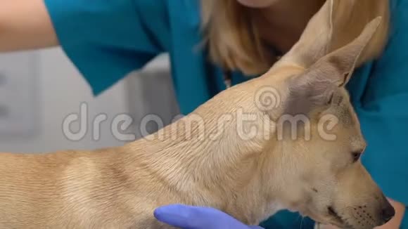 兽医医院工作人员用刷子梳理狗毛宠物护理美容美发服务视频的预览图