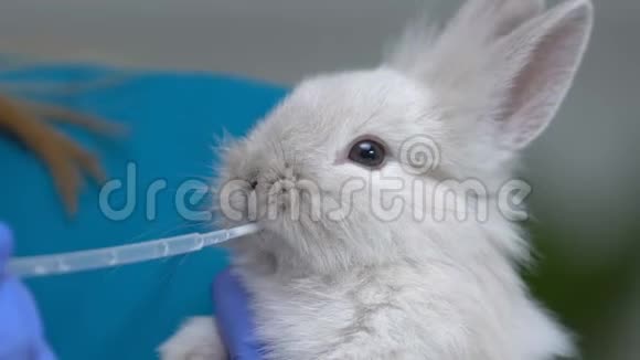 用吸管喂小兔子为幼崽提供健康营养视频的预览图