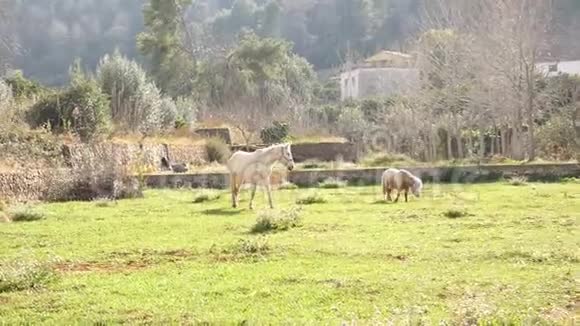 穆勒和小马在田里吃草视频的预览图