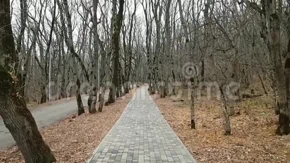 一条铺好的步道和一条柏油路在秋天的森林里落叶和裸树在秋天公园散步视频的预览图