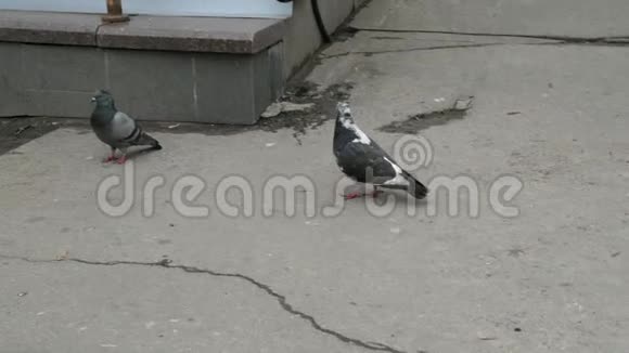 灰黑的鸟鸽走在肮脏的沥青和干净的羽毛上视频的预览图