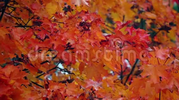 一片飘落的枫叶在美丽的红秋树上的超慢动作镜头视频的预览图