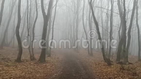 神秘的森林小径秋天的森林浓雾弥漫险和神秘主义的氛围史卡瑞穿过神秘公园视频的预览图