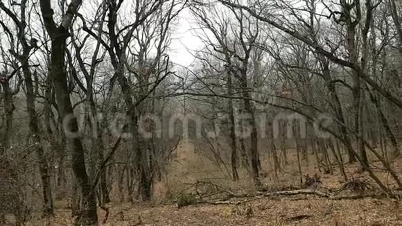 秃秋林中的一条小路落叶躺在地上树干和树枝弯曲的树视频的预览图