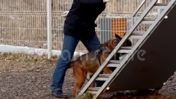狗训练狗正在爬楼梯障碍视频的预览图