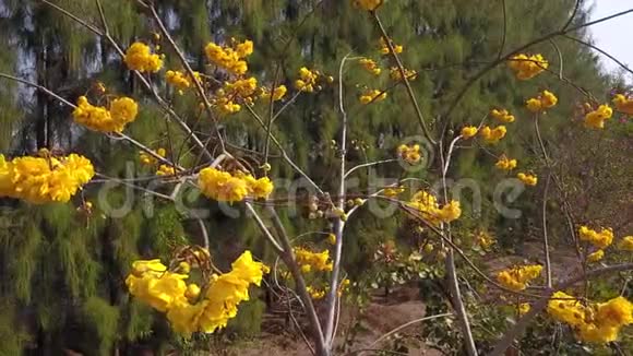 Cerrado热带稀树草原春季盛开的黄棉树的鸟瞰图视频的预览图