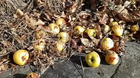 小野落黄苹果在干草上秋天的收获苹果视频的预览图