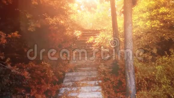 4K秋天镜头美丽和天堂通往天堂的楼梯秋天和阳光视频的预览图