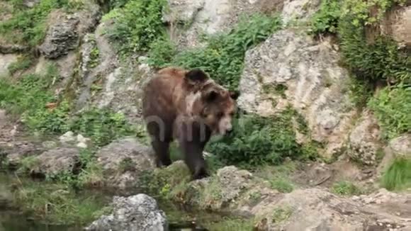 棕熊靠近水视频的预览图