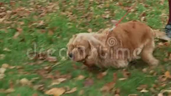秋天公园里快乐的公鸡在落叶上奔跑可爱的狗在草地上一起散步视频的预览图