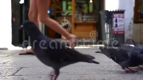 灰鸽子在近景广场上奔跑寻找食物视频的预览图