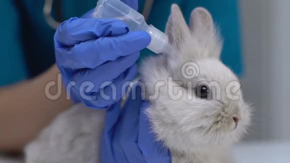 用手在兔耳朵上滴药治疗真菌寄生虫视频的预览图
