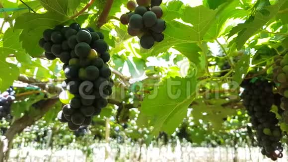 黑色成熟的葡萄收获挂在藤上的近视频的预览图