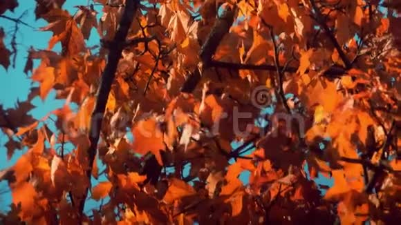 在蓝天背景上挥舞着橙色的秋叶枫树特写镜头视频的预览图