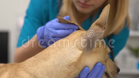 有经验的医生检查狗耳朵感染治疗宠物护理分析视频的预览图