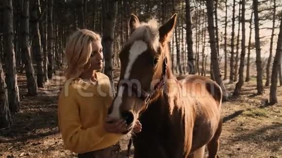 金色的马儿在长时间的木质慢动作中拥抱着马视频的预览图