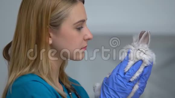 女性兽医检查兔肚皮毛寄生虫宠物健康检查视频的预览图