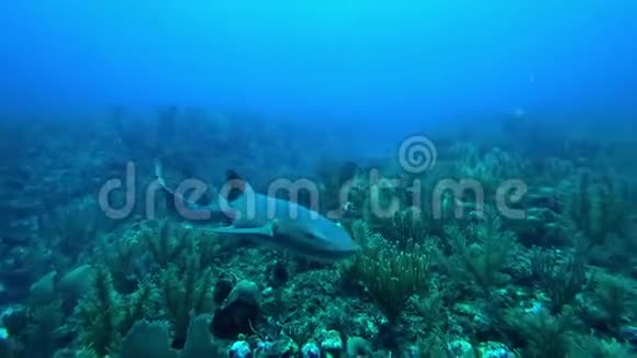 伯利兹圣佩德罗埃斯梅拉达绿色珊瑚礁鲨鱼护士视频的预览图