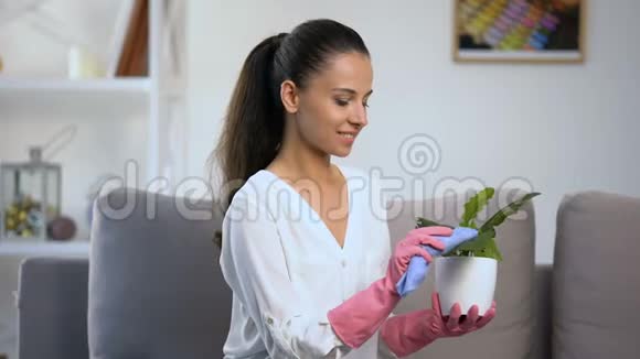 小心的家庭主妇戴着手套擦拭花盆叶子上的灰尘舒适的家视频的预览图