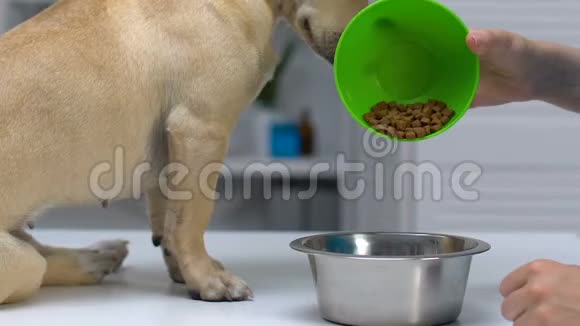 女人把狗粮放在碗里饥饿的宠物吃基本的健康营养视频的预览图