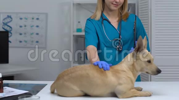 宠物医院工作人员抚摸躺在桌子上的狗检查预约治疗视频的预览图