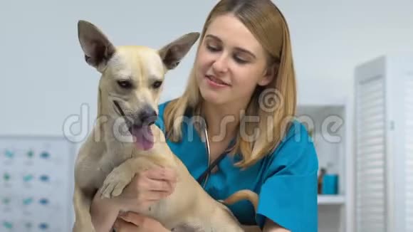 开朗的女兽医抱着可爱的狗在镜头前微笑宠物保健视频的预览图