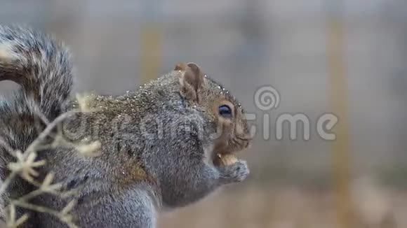 雪中松鼠慢动作吃坚果视频的预览图