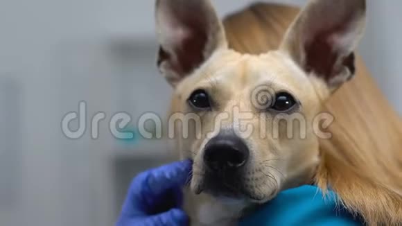 可爱的狗看着镜头戴手套的女医生在诊所安慰宠物视频的预览图