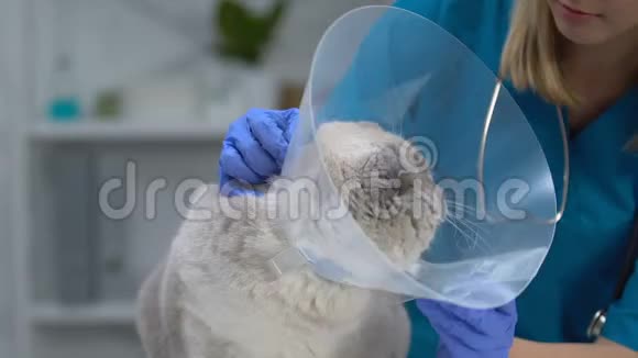 愤怒的猫在兽医喵喵叫紧张的衣领过敏的风险跳蚤增加视频的预览图
