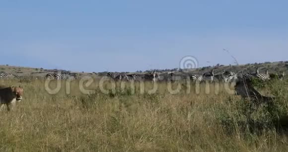 非洲狮子美洲狮狮子雌性狩猎波切尔斑马群肯尼亚茨沃公园实时视频的预览图