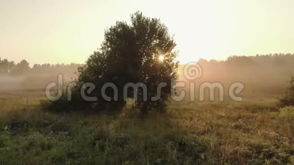 在夏天雾蒙蒙的时候冉冉升起的太阳冲破了一棵绿树的枝条视频的预览图