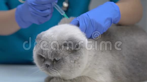 对不满的猫进行常规注射宠物接种医疗保健视频的预览图