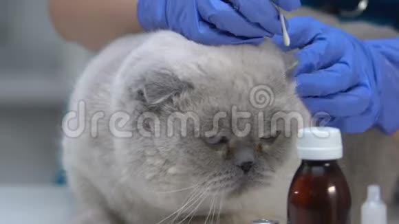 宠物清洁猫耳朵治疗螨虫的卫生程序宠物检查视频的预览图