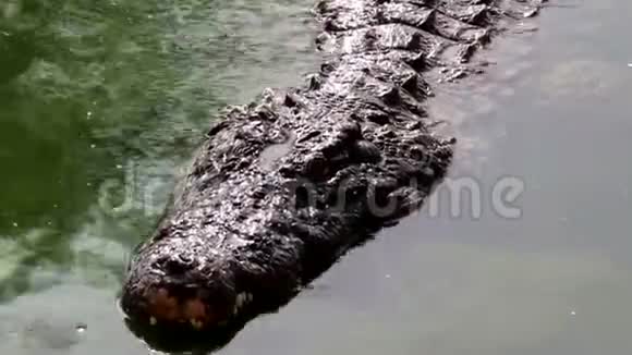 一条鳄鱼在水面上游泳然后露出它强大的下巴视频的预览图