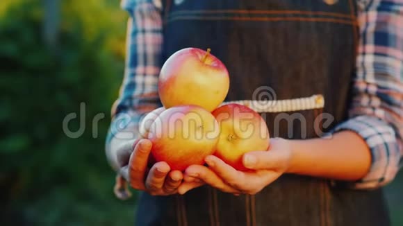 他花园里成熟的苹果农夫手里拿着几个红苹果视频的预览图