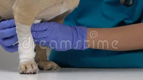 兽医包扎狗爪子特写急救伤害伤口治疗健康视频的预览图