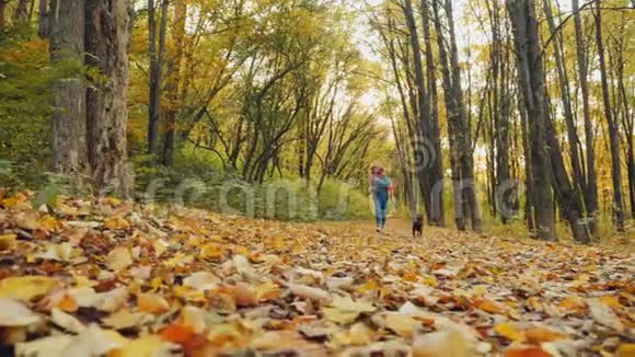 小女孩和她可爱的狗在秋天的森林里奔跑视频的预览图