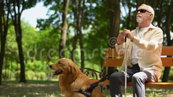 盲人养老金领取者站在长凳上抱着导盲犬安全地在公园里散步视频的预览图