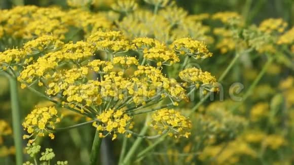 在农业农场开花的黄色茴香视频的预览图