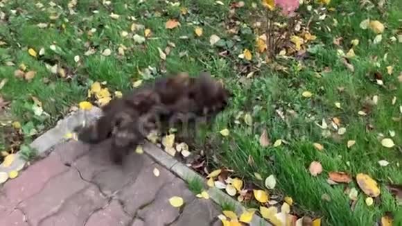 一只猫和一只小老鼠在秋天的大风天气在花园里玩耍视频的预览图