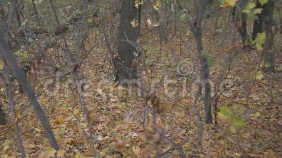 悄悄地在地上满是落叶的森林里爬起来恐惧和危险的方法视频的预览图