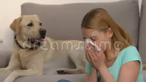 白种人女性打喷嚏组织狗跑来跑去宠物过敏症状视频的预览图