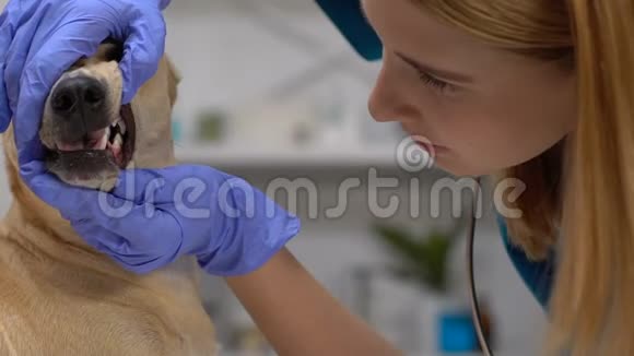 专业女兽医检查狗牙口腔护理牙周病视频的预览图