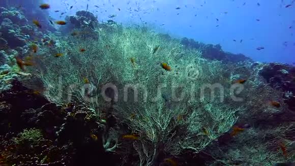 珊瑚礁扇珊瑚和玻璃鱼视频的预览图