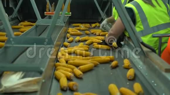 工人站在胶带输送机附近对玉米进行分类这些玉米在工厂中移动并掉落缺陷HD慢速运动视频的预览图