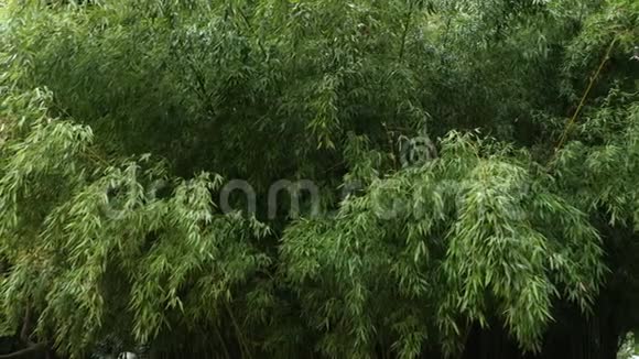 公园里的竹子灌丛视频的预览图