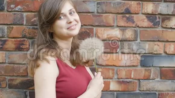 梦中的女孩带着蓬松的大蒲公英在红砖墙的背景上美丽的年轻女子微笑和调情女e视频的预览图